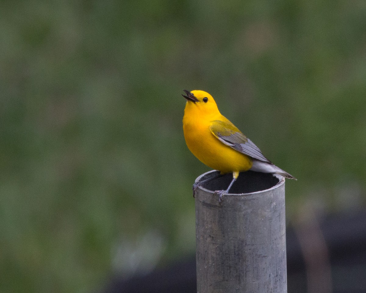 Prothonotary Warbler - ML103944361