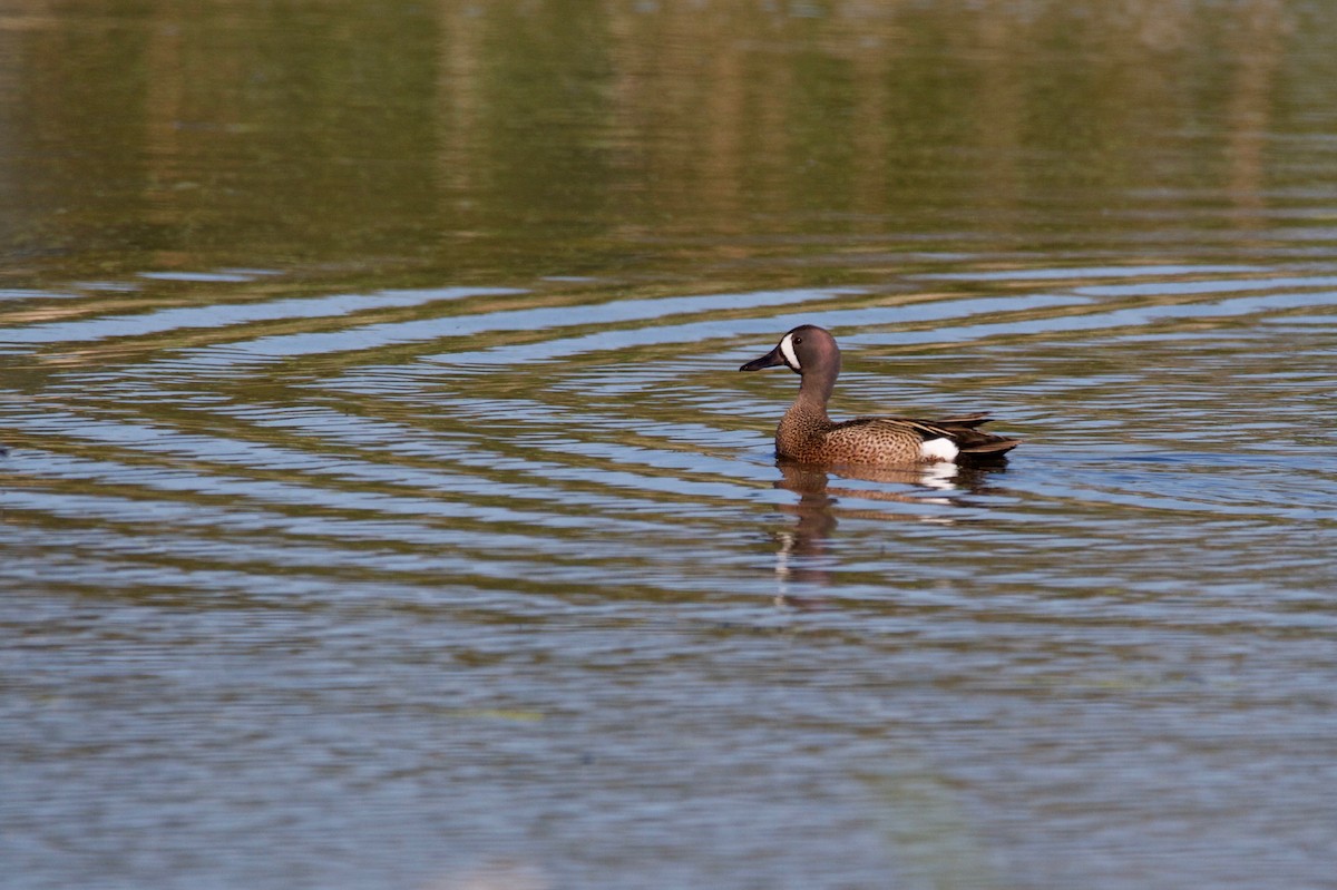 Blue-winged Teal - ML103946791