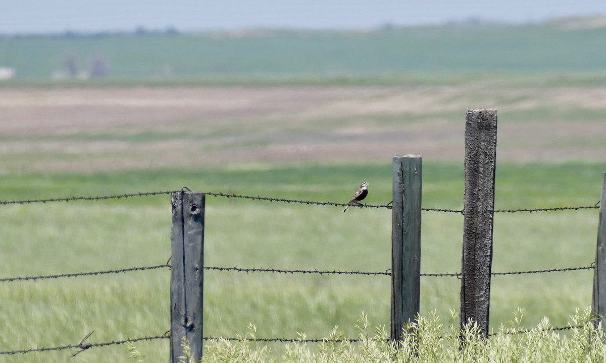 eBird Checklist 9 Jun 2018 Pawnee National Grassland, Grover USCO