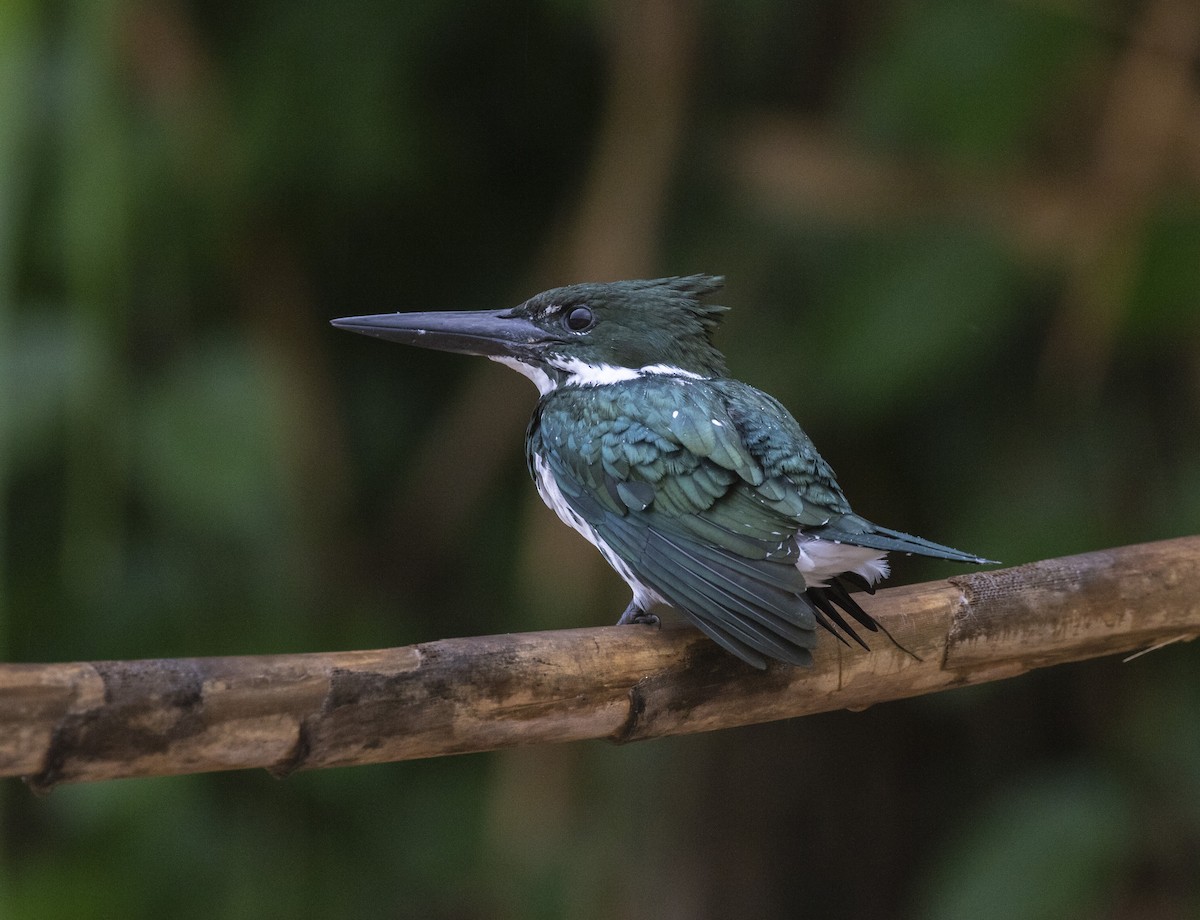 Amazon Kingfisher - Mouser Williams