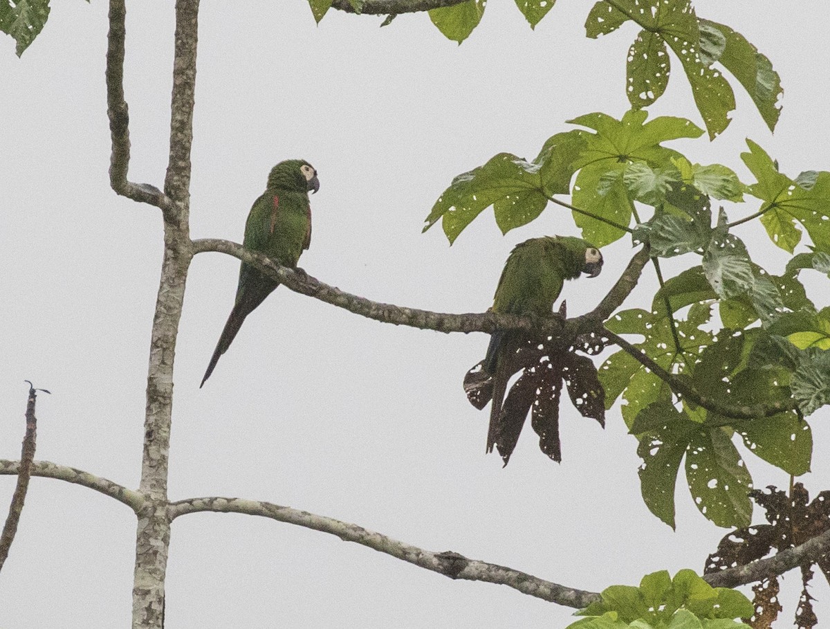 Chestnut-fronted Macaw - ML103950741