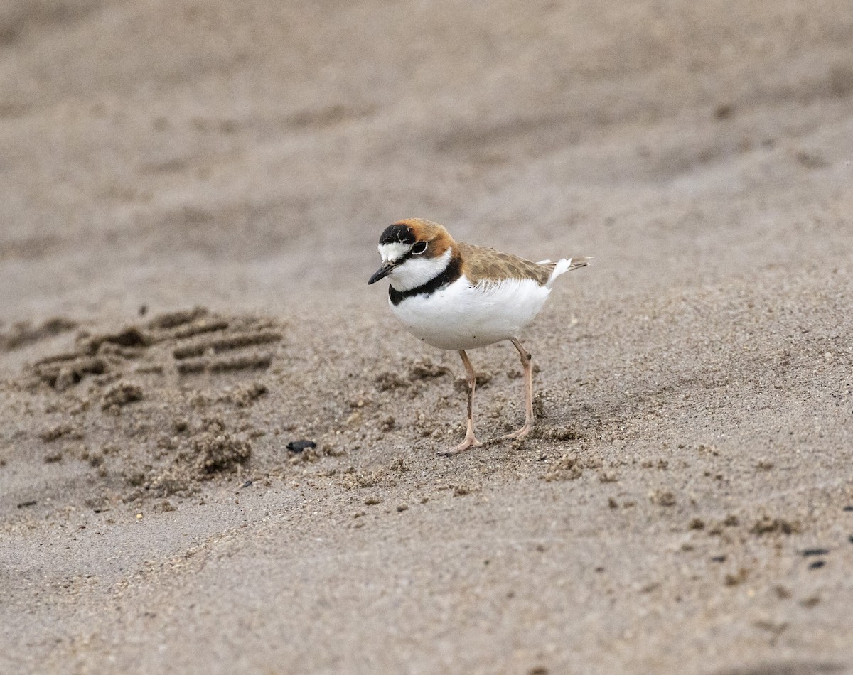 Collared Plover - ML103951221