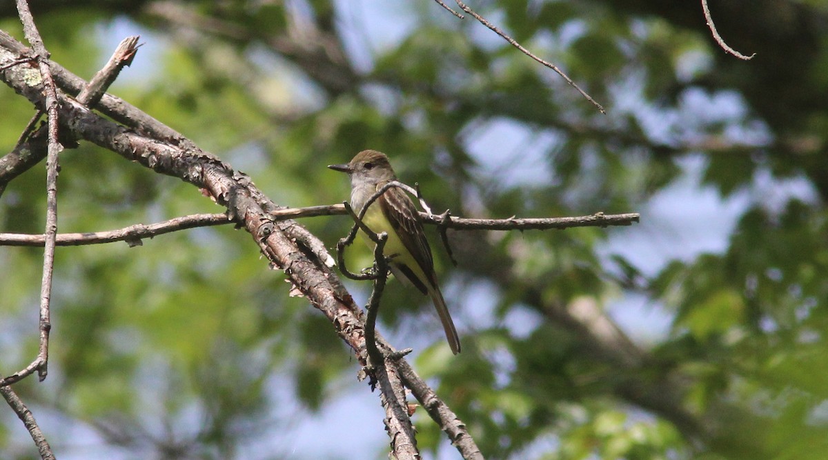 Great Crested Flycatcher - Tom Smith