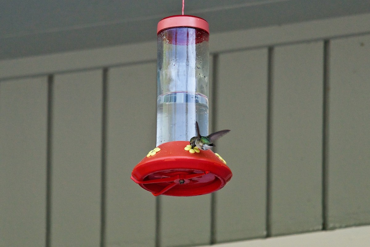 Calliope Hummingbird - ML103956561