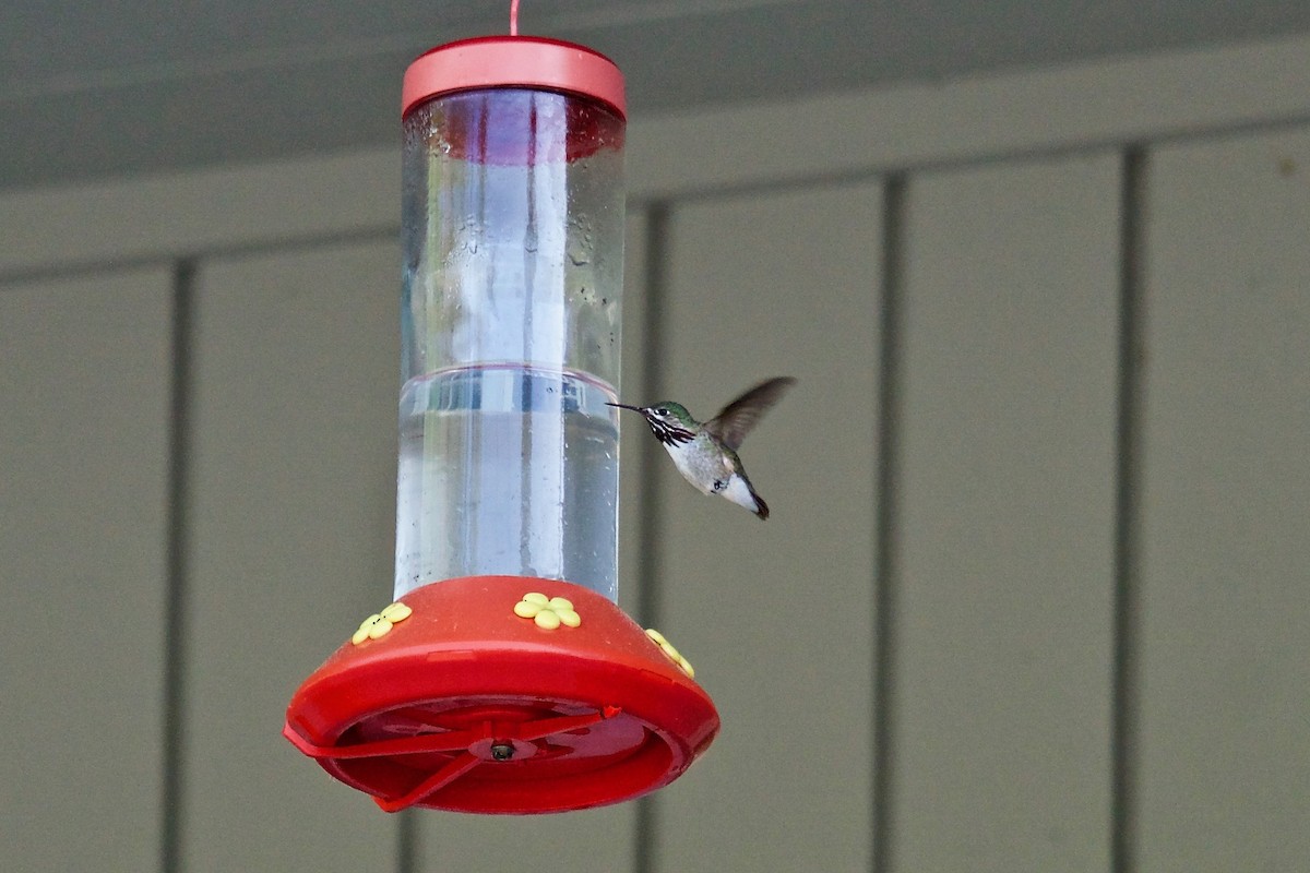 Calliope Hummingbird - ML103956571