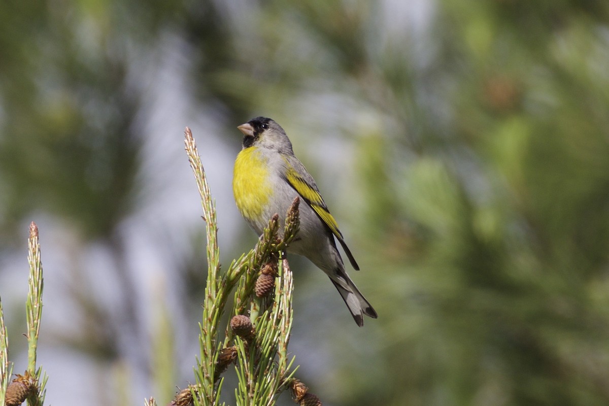 Lawrence's Goldfinch - ML103957381