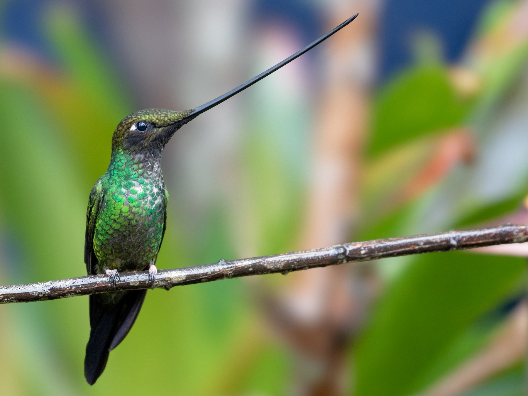 16 Small Birds with Long Beaks - Sonoma Birding