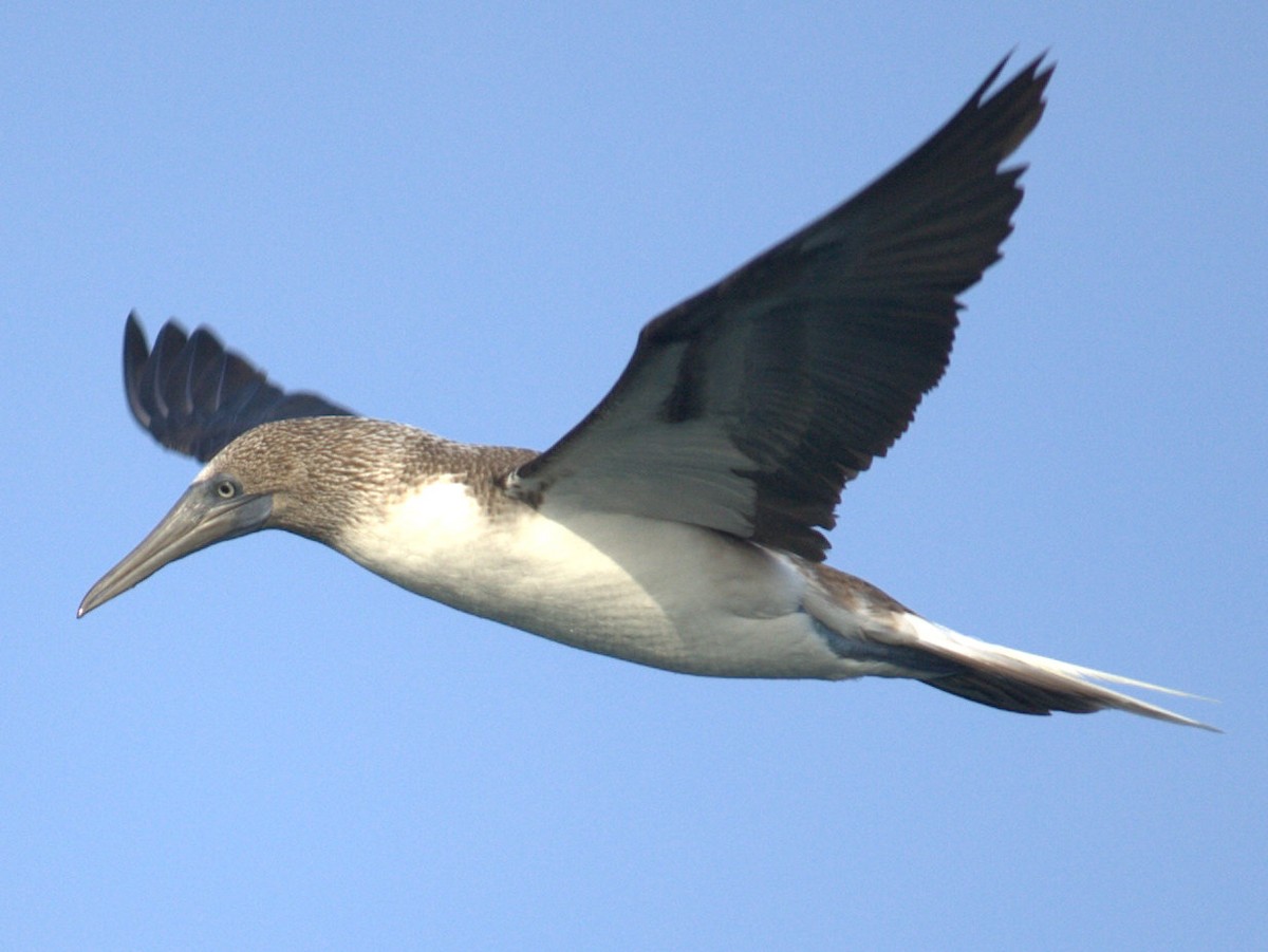 Blue-footed Booby - ML103960921