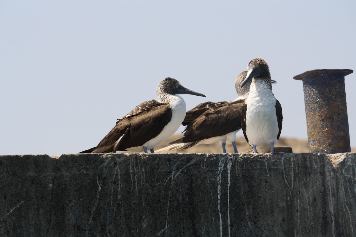Blue-footed Booby - ML103960971
