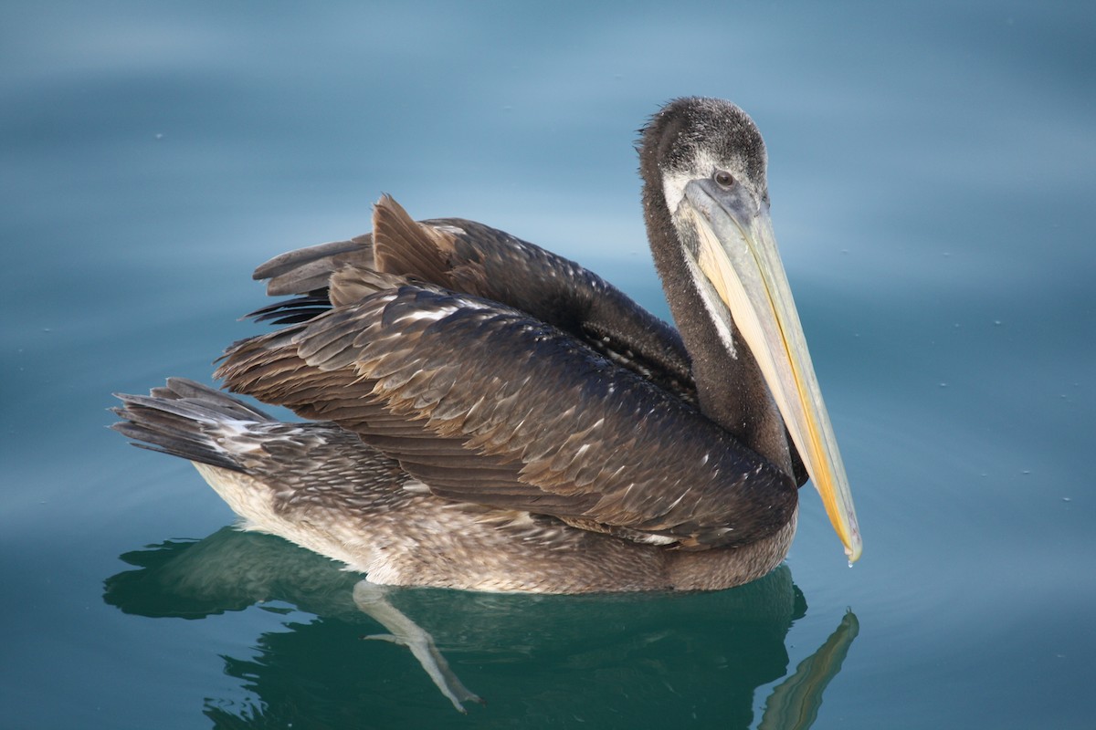 Peruvian Pelican - Alfredo La Rosa La Rosa