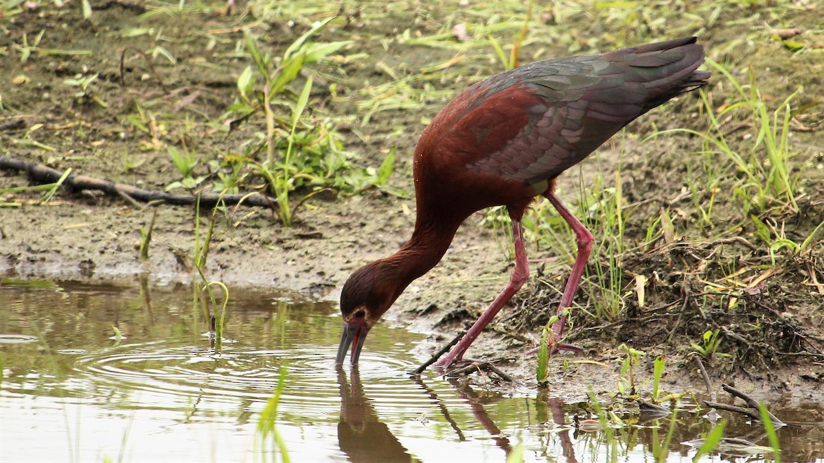 White-faced Ibis - Kevin Cunningham