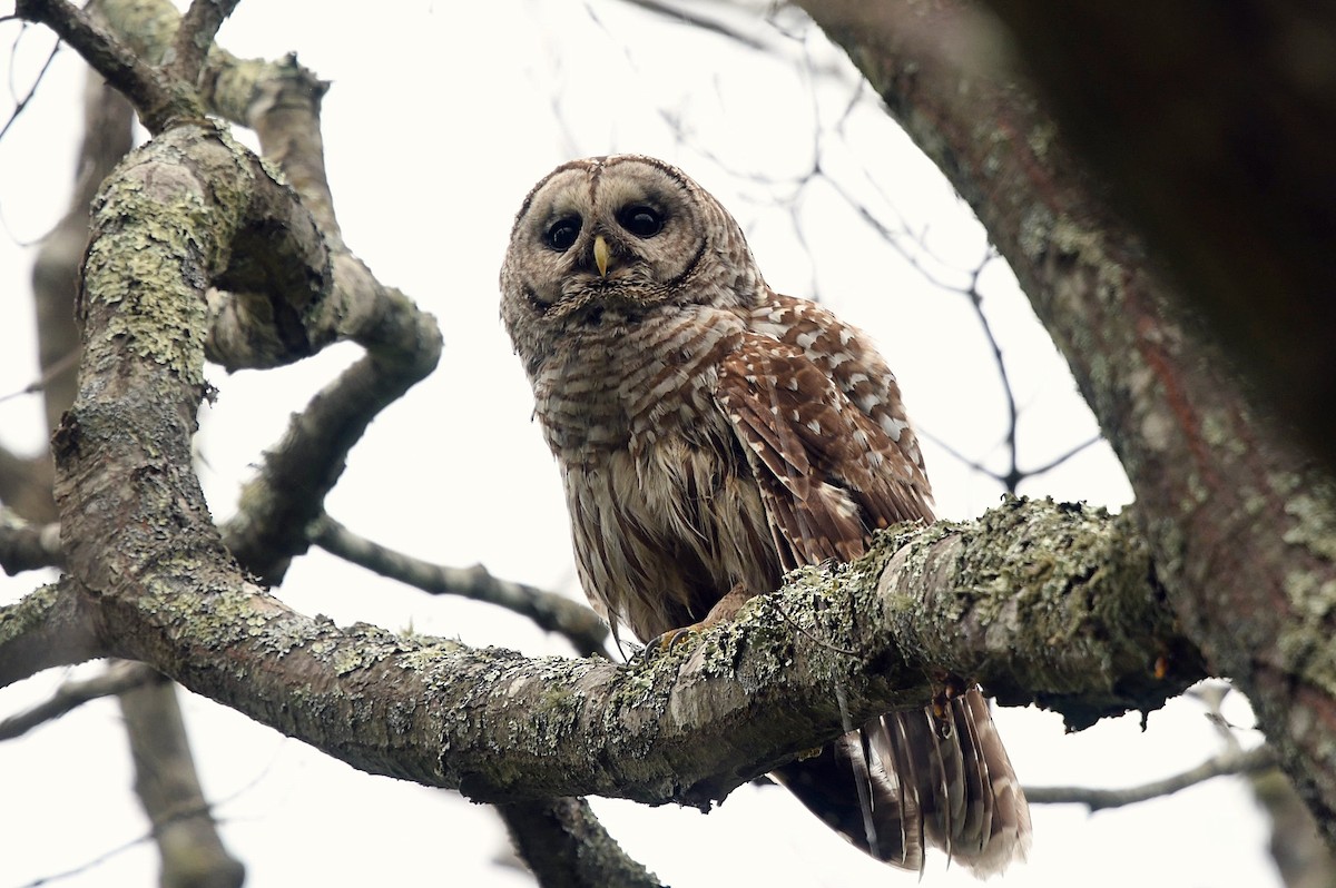 Barred Owl - David Provencher
