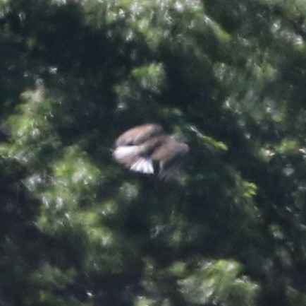 Eastern Meadowlark (Eastern) - logan kahle