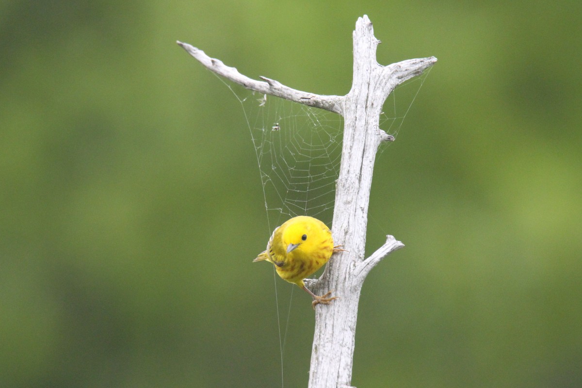 Yellow Warbler - Daniel Donnecke