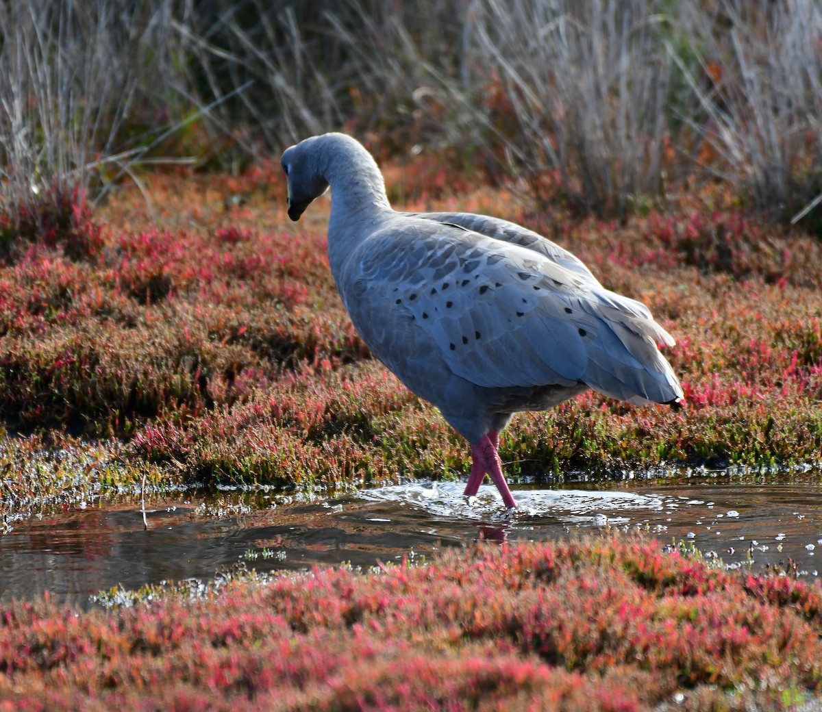 Cape Barren Goose - Roy Burgess