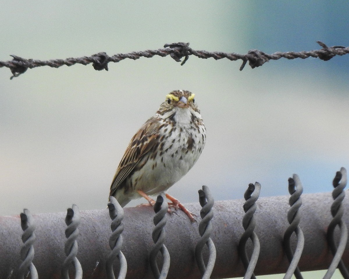 Savannah Sparrow - ML103973851