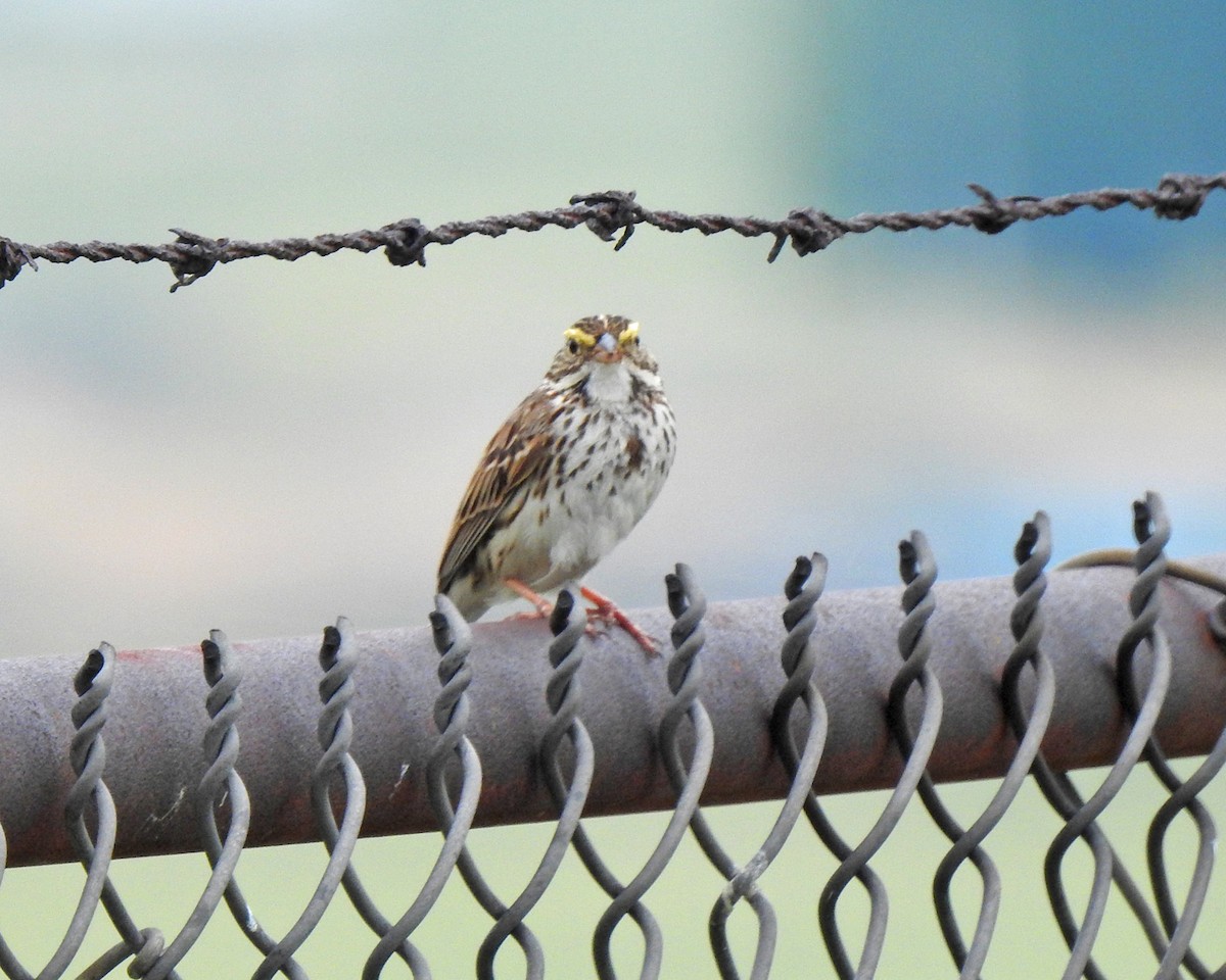 Savannah Sparrow - ML103973861