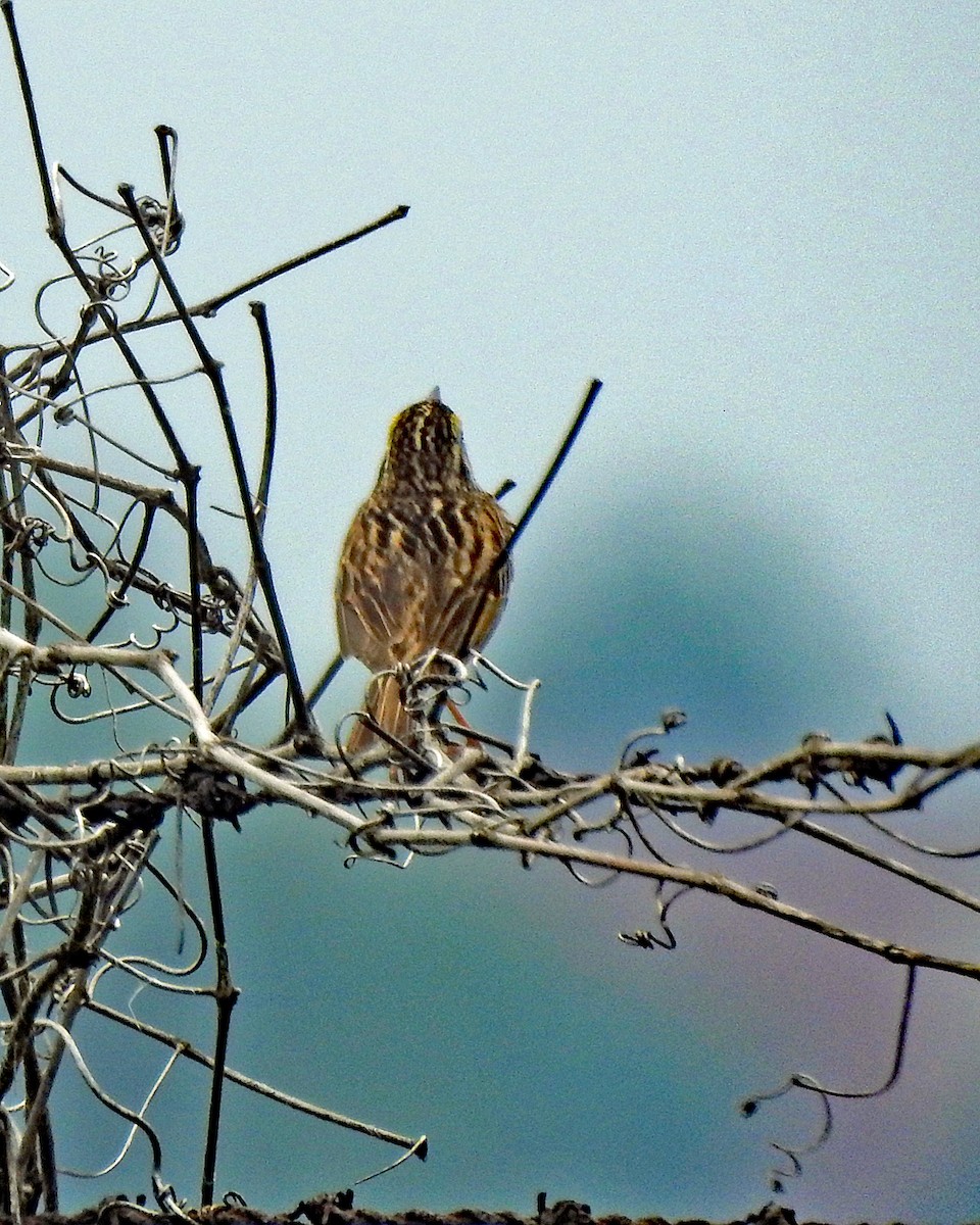Savannah Sparrow - ML103973901