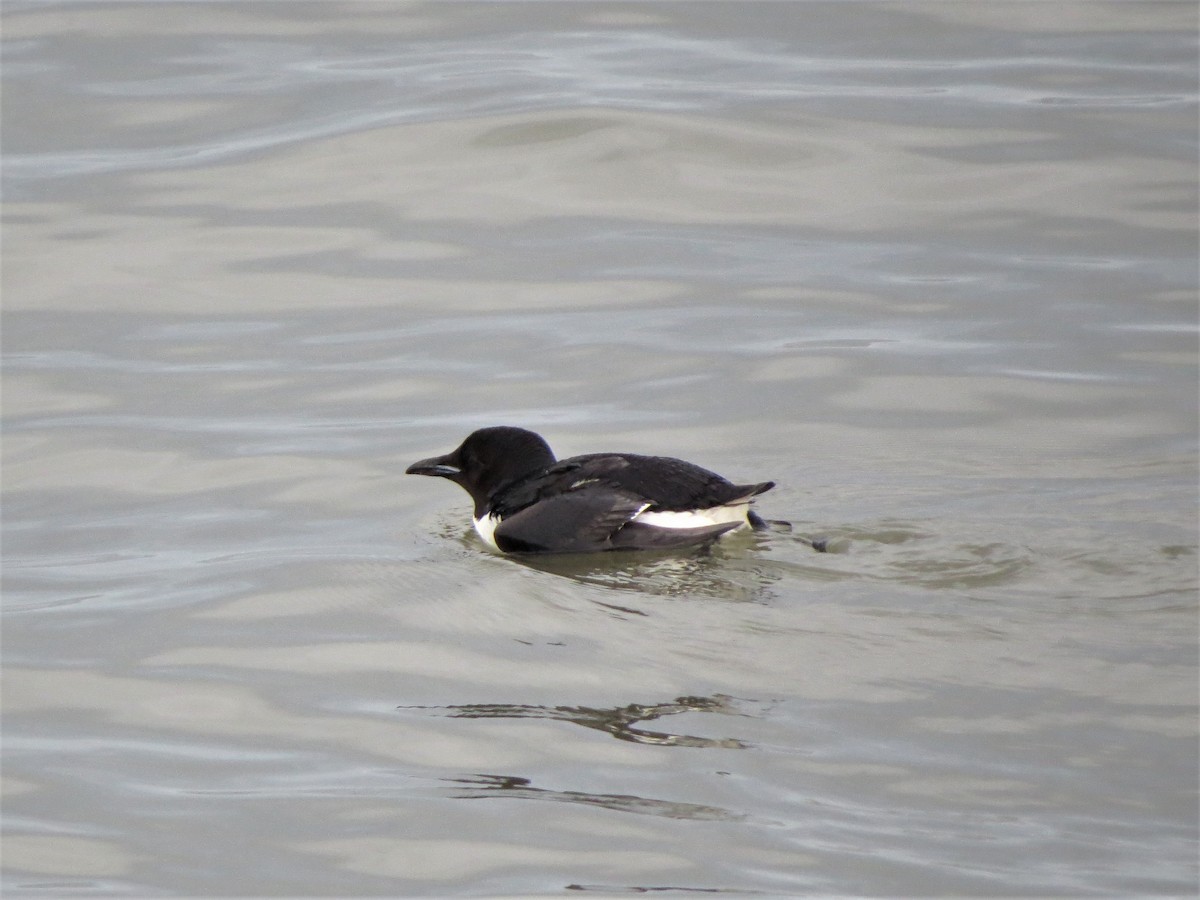 Thick-billed Murre - ML103974391