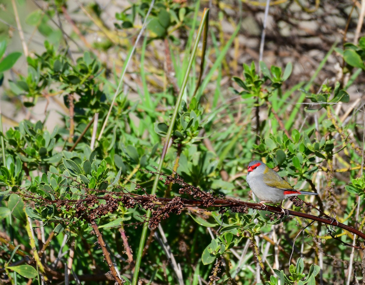 Red-browed Firetail - ML103974911