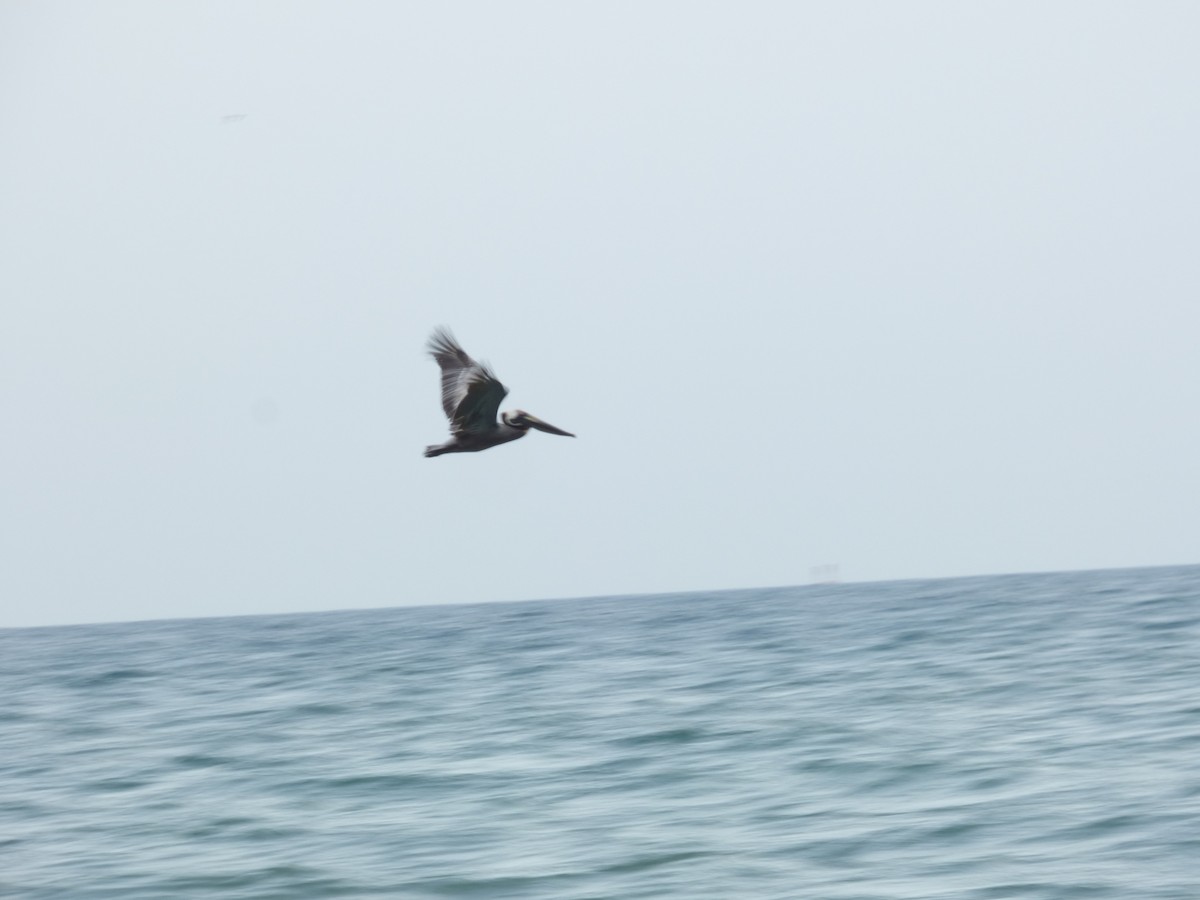 Brown Pelican (Atlantic) - S. Weber