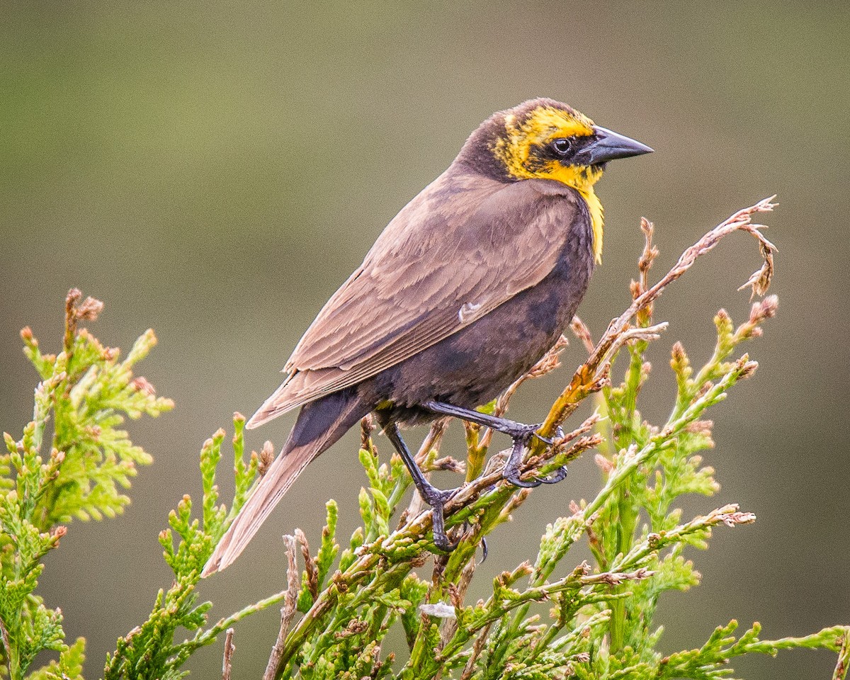 Yellow-headed Blackbird - Ivan Dubinsky