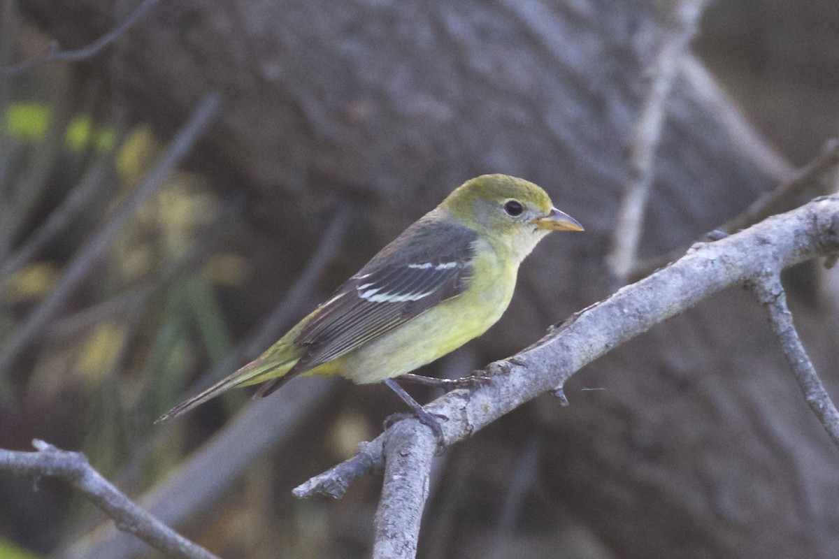 Western Tanager - ML103978261
