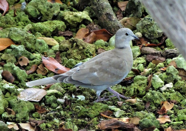 Eurasian Collared-Dove undergoing Preformative Molt - Eurasian Collared-Dove - 