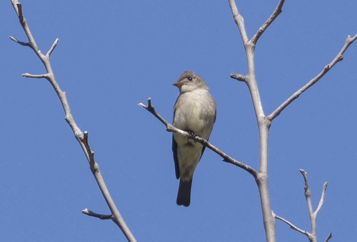 Western Wood-Pewee - Jerry Ting