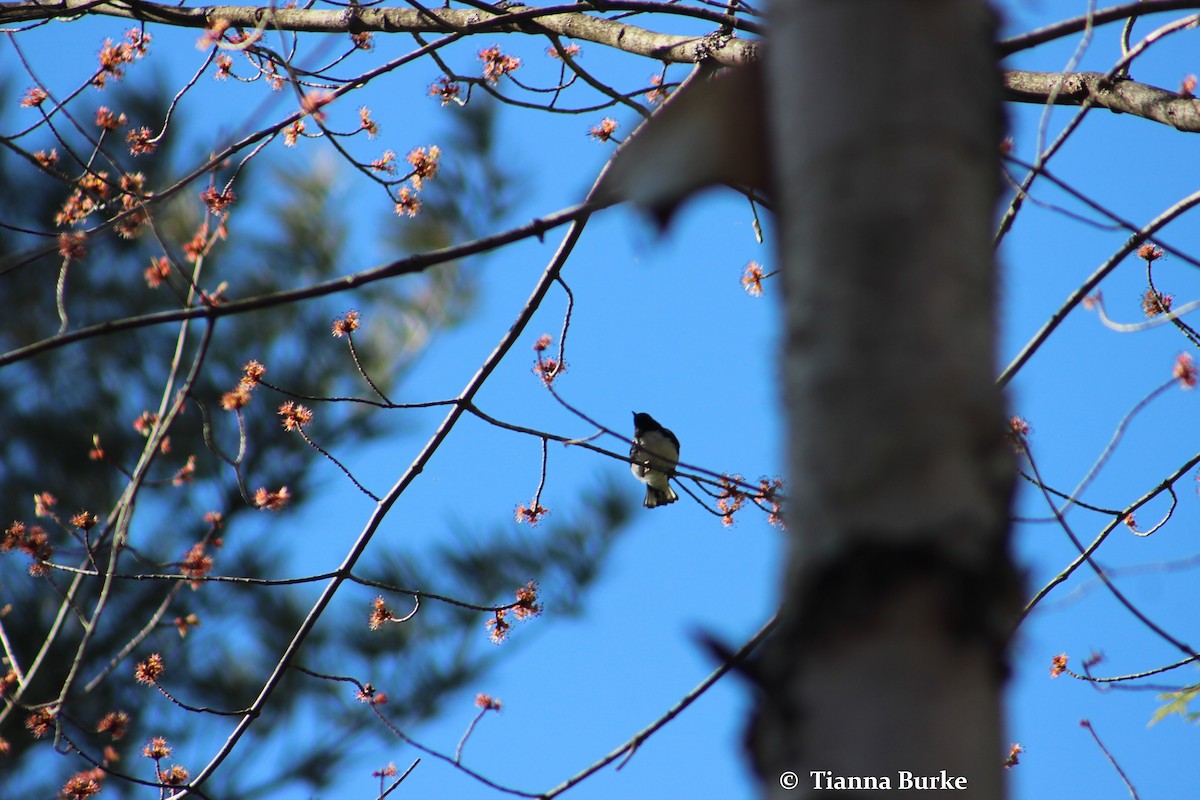 Black-throated Blue Warbler - Tianna Burke