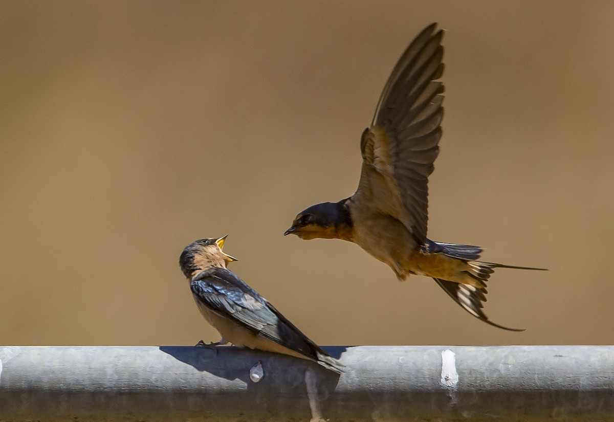 Barn Swallow - Jerry Ting