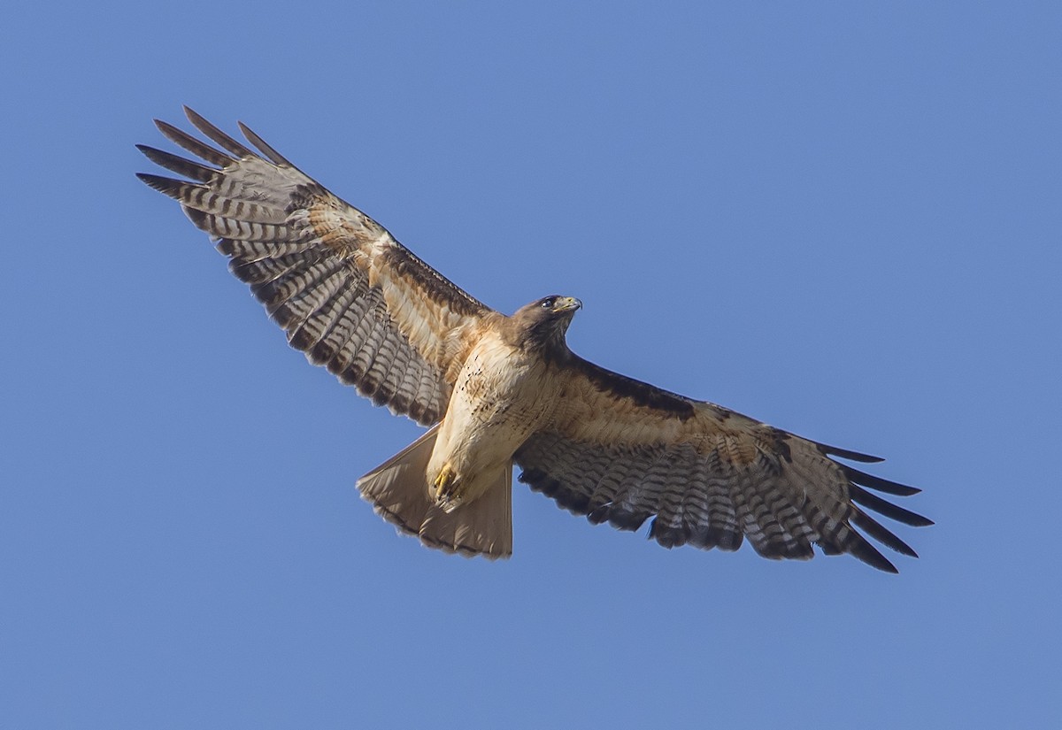 Red-tailed Hawk - Jerry Ting