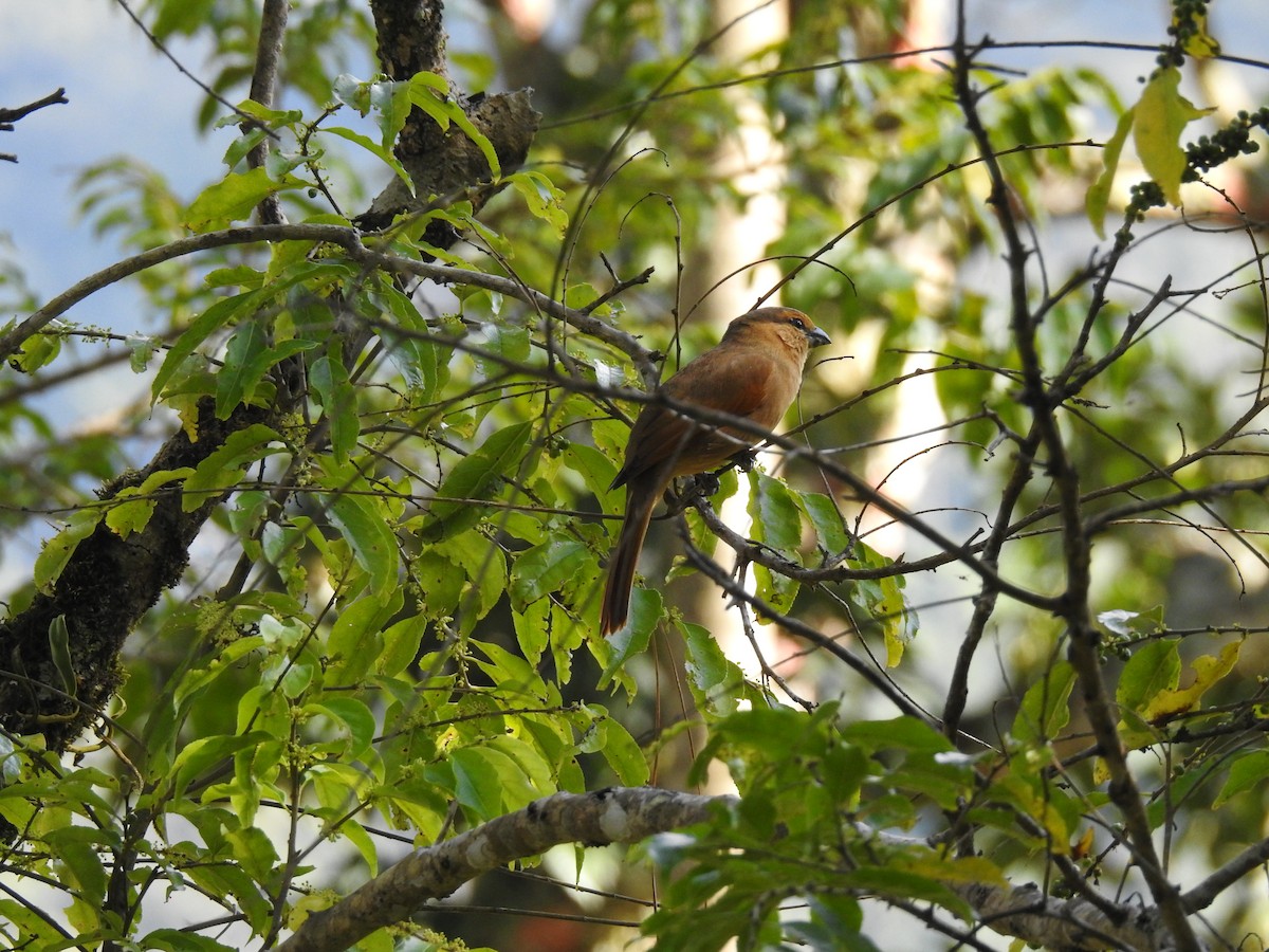 Brown Tanager - ML103982371
