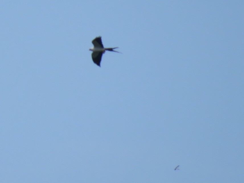 Swallow-tailed Kite - Craig Watson