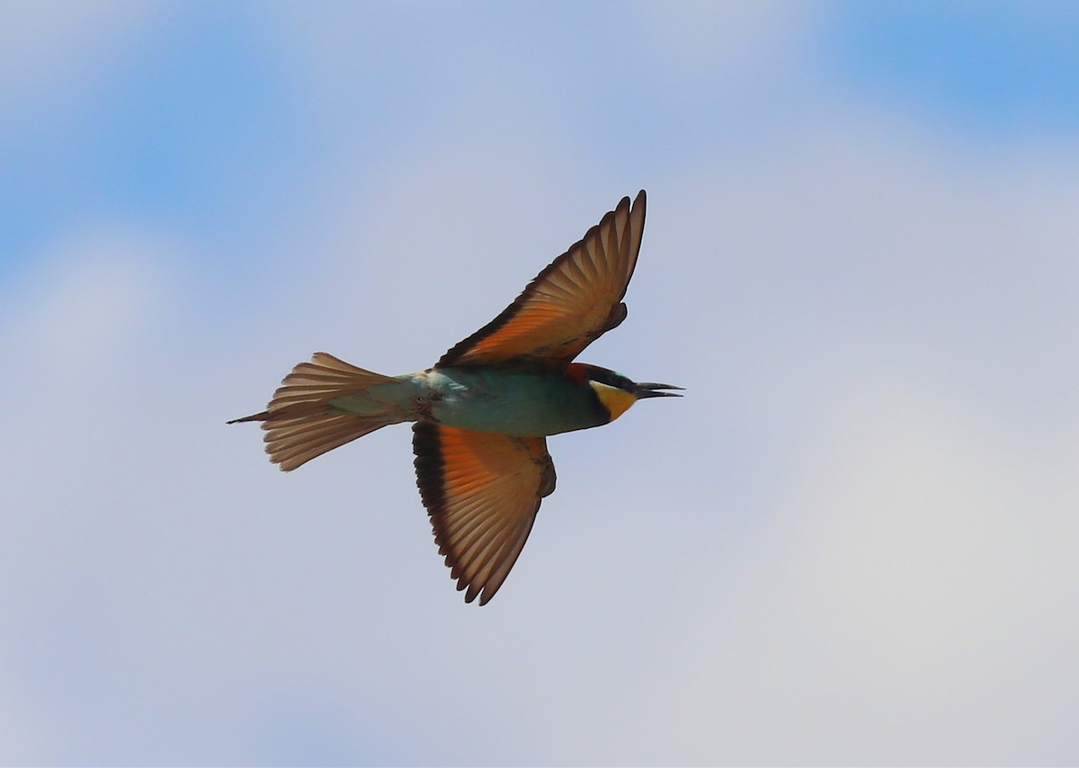 European Bee-eater - ML103990331