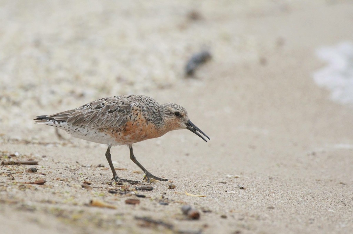 Red Knot - Amy Downing