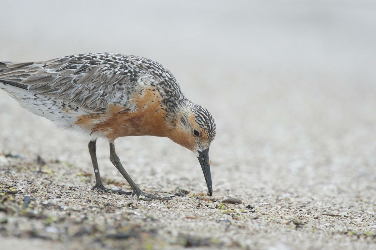 Red Knot - Amy Downing