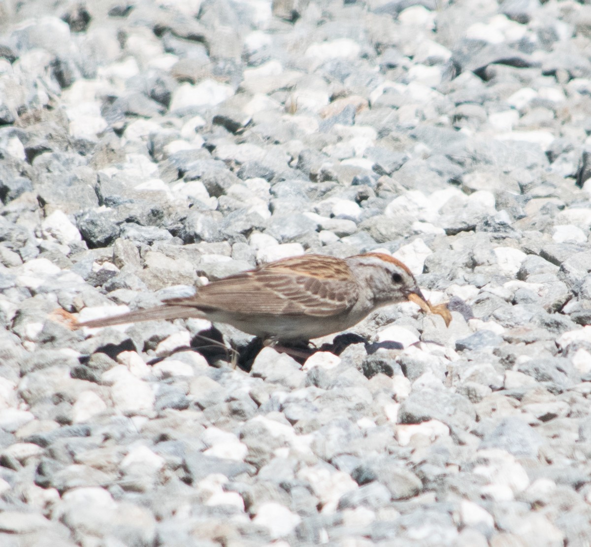 Chipping Sparrow - Ryan Keiffer