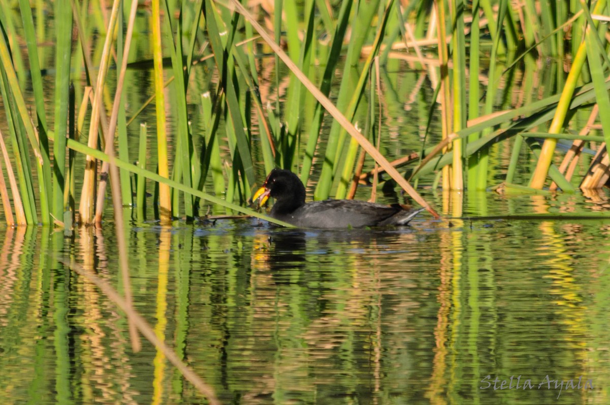 Red-fronted Coot - ML103994611