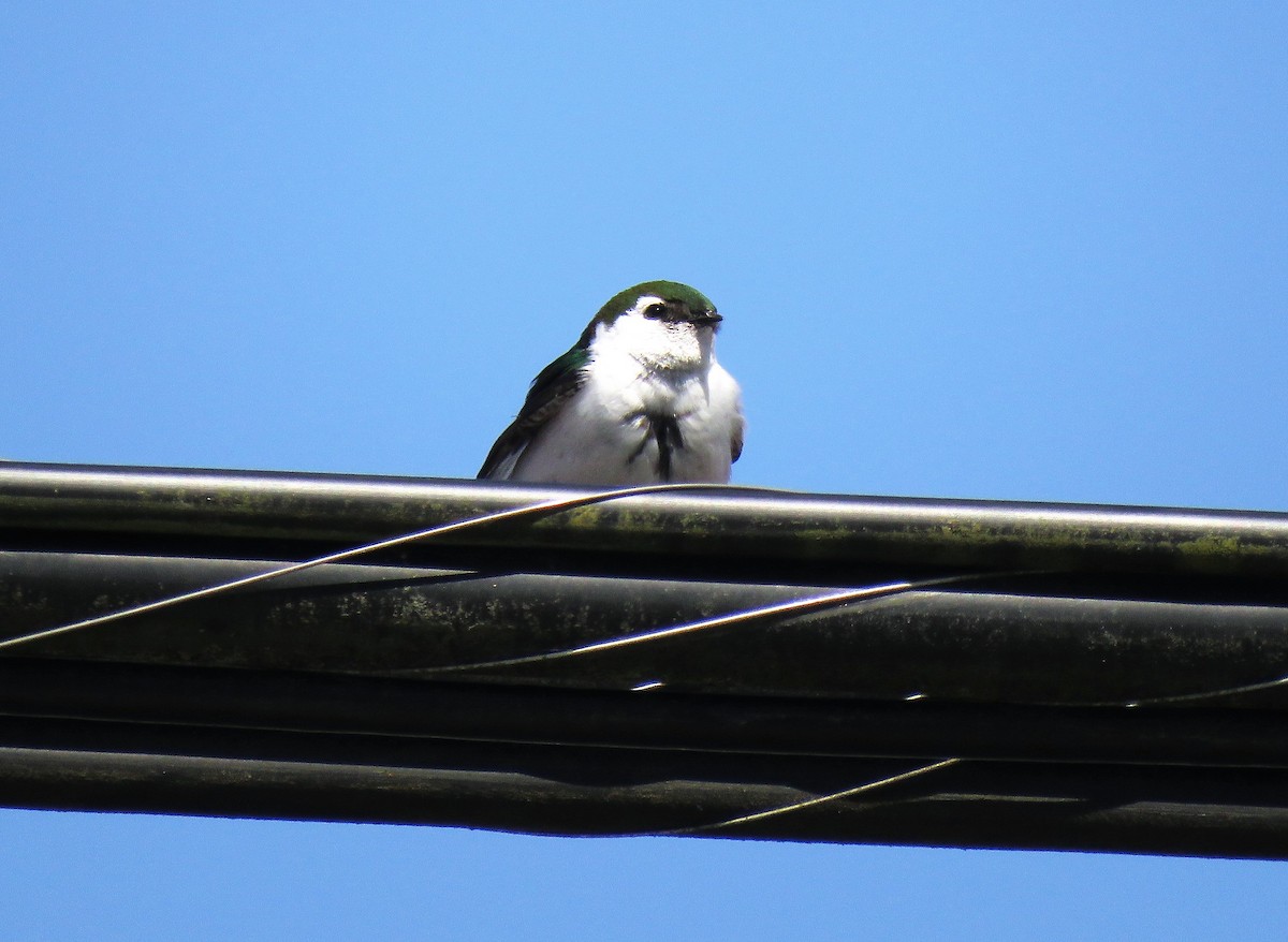 Violet-green Swallow - ML103995421