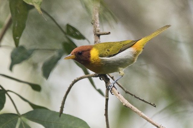 Rufous-headed Tanager - eBird