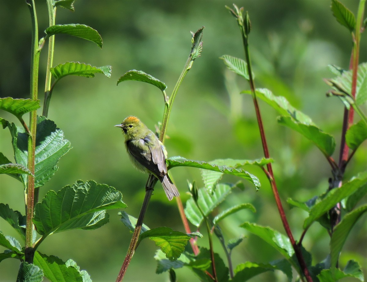 Orange-crowned Warbler - Teresa Weismiller