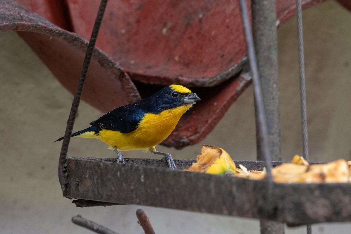 Thick-billed Euphonia (Black-tailed) - Drew Weber