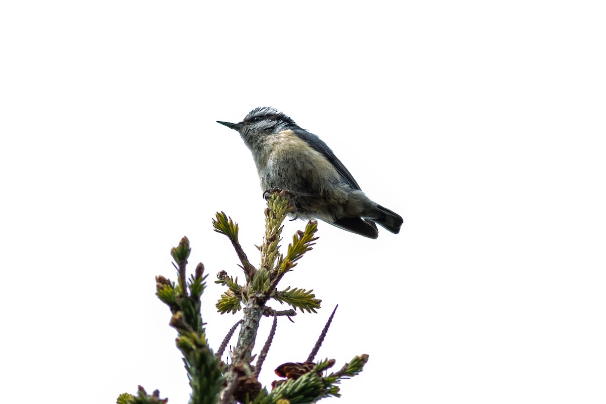 Red-breasted Nuthatch - ML104002341