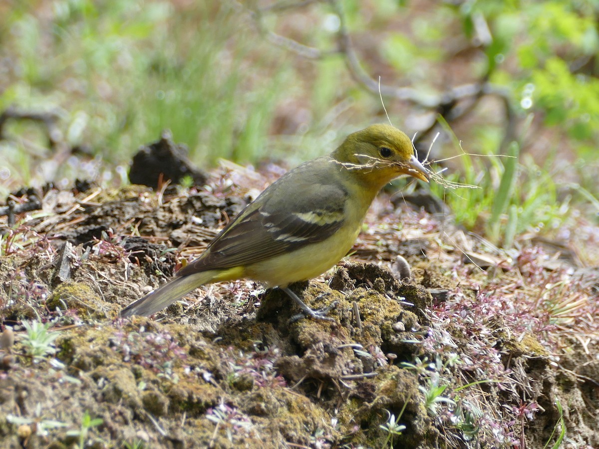 Western Tanager - Wink Gross