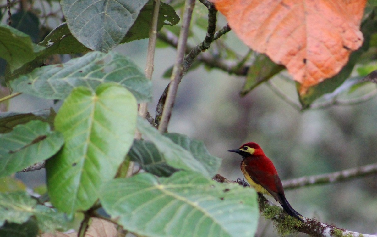 Crimson-mantled Woodpecker - carlos vasquez
