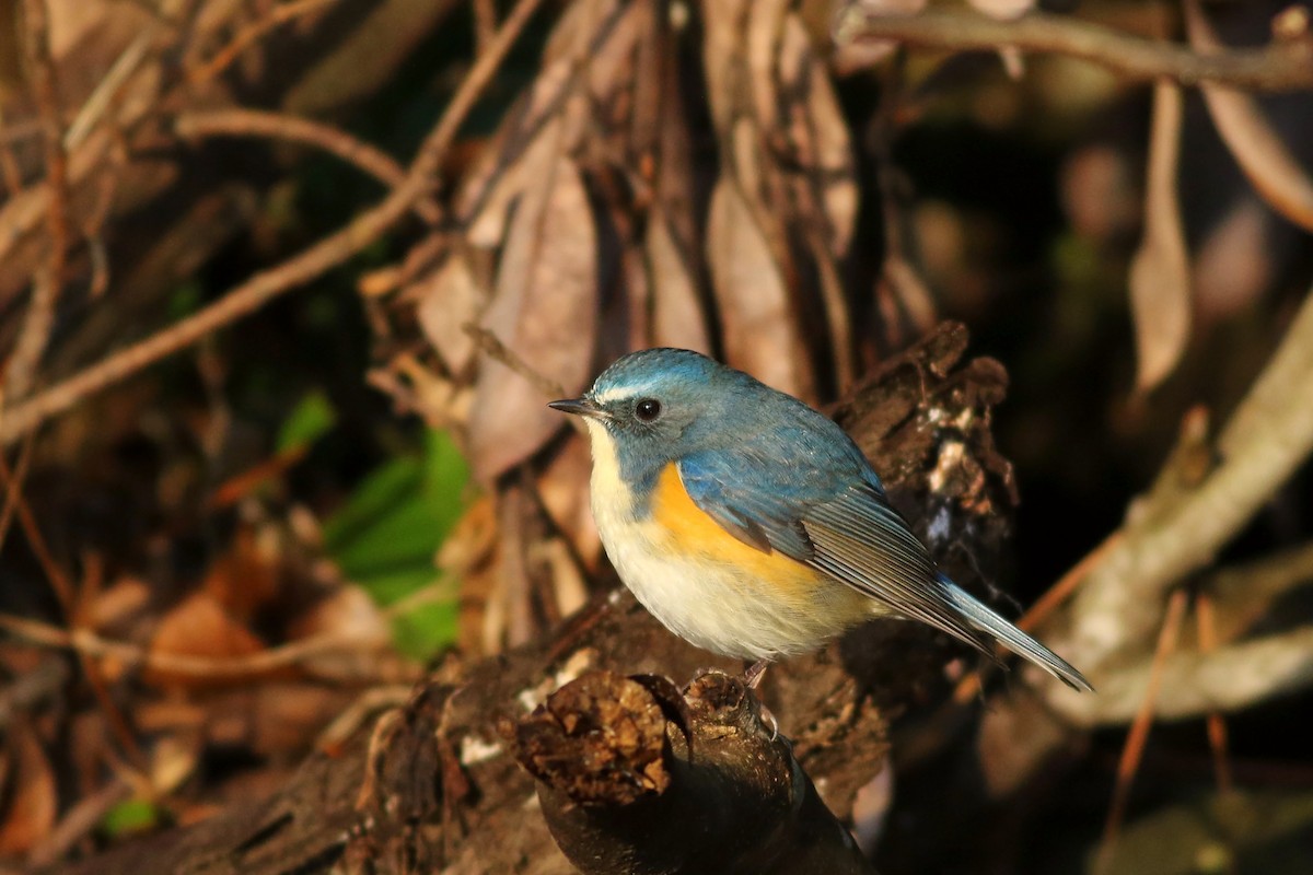 Red-flanked Bluetail - ML104005211