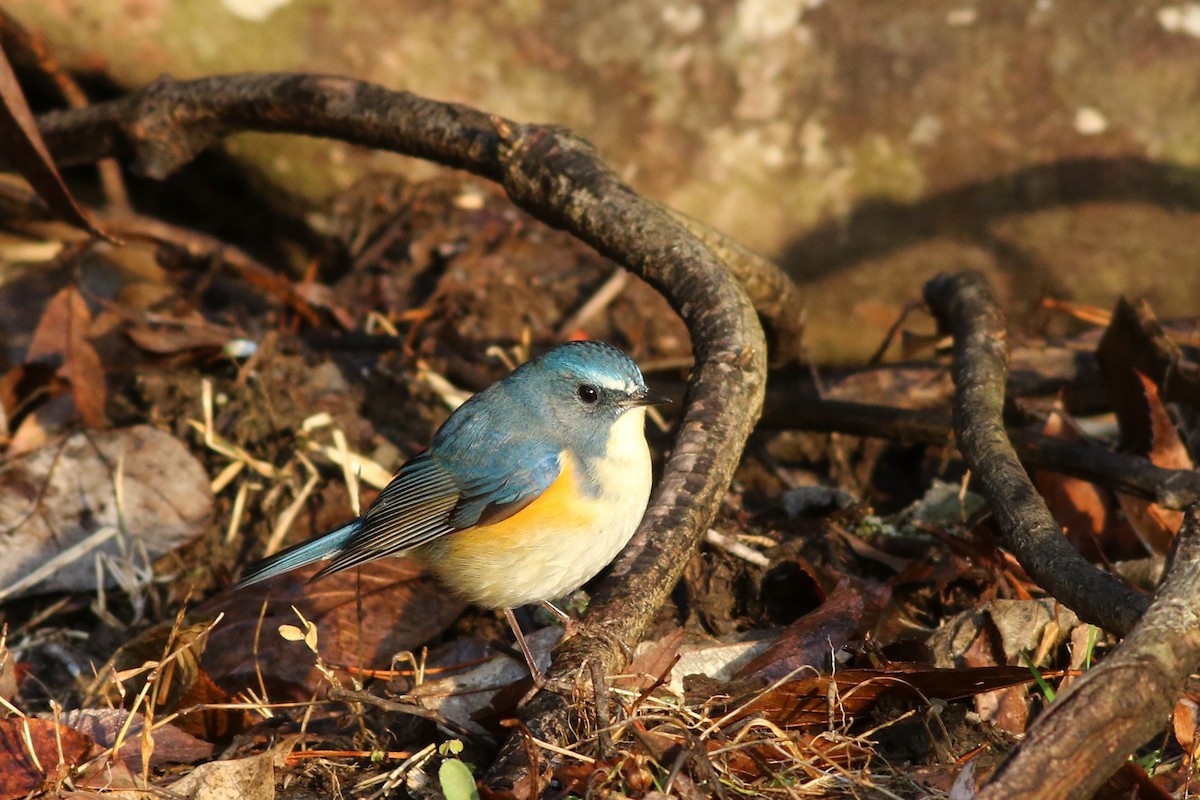 Red-flanked Bluetail - ML104005241