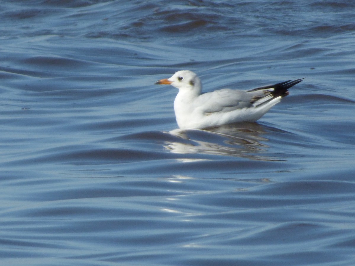 Brown-hooded Gull - Norma Cabrera
