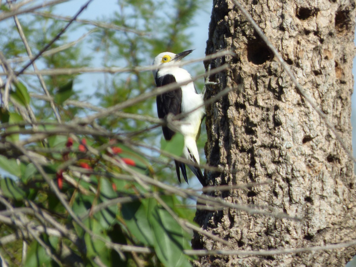 White Woodpecker - Norma Cabrera